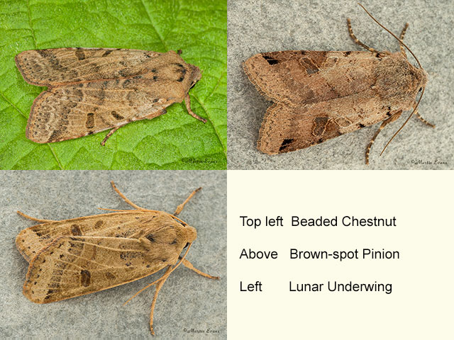 73.186 Beaded Chestnut, Brown-spot Pinion and Lunar Underwing Copyright Martin Evans 