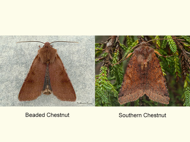 73.186 Beaded Chestnut and Southern Chestnut Copyright Martin Evans 