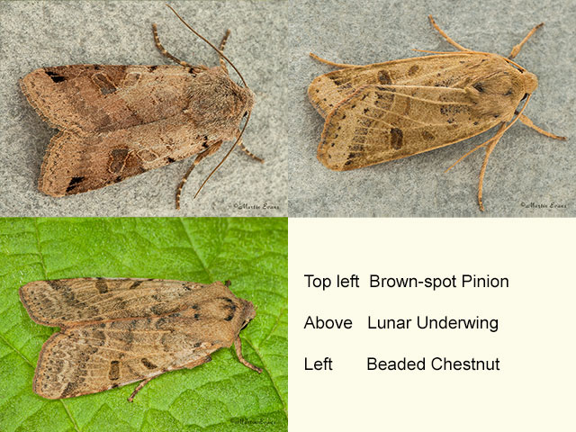  73.187 Brown-spot Pinion, Lunar Underwing and Beaded Chestnut Copyright Martin Evans 