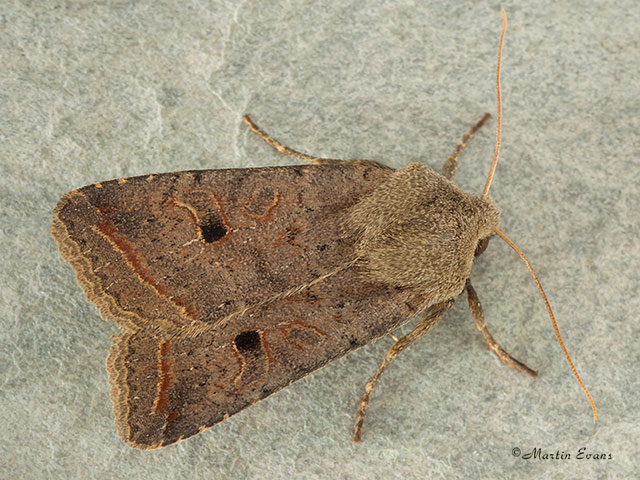  73.189 Red-line Quaker red form Copyright Martin Evans 