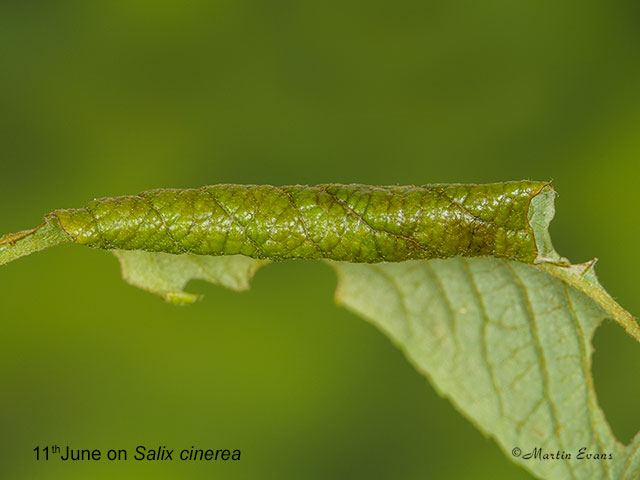  73.189 Red-line Quaker larval leaf roll in Salix cinerea Copyright Martin Evans 