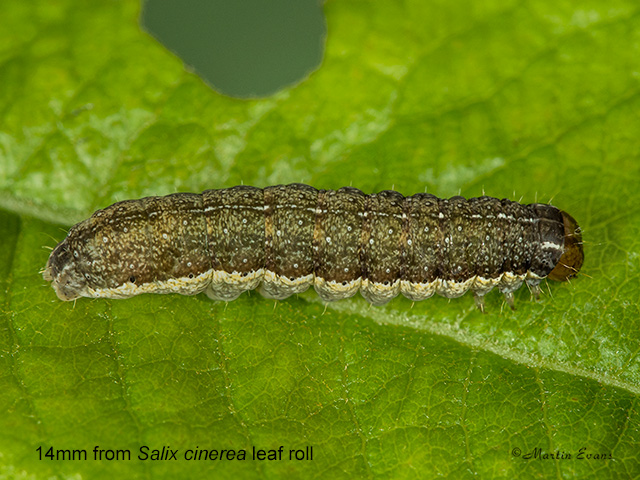  73.189 Red-line Quaker 14mm from leaf roll in Salix cinerea Copyright Martin Evans 