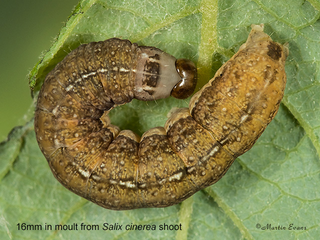  73.189 Red-line Quaker 16mm moulting larva from Salix cinerea shoot Copyright Martin Evans 
