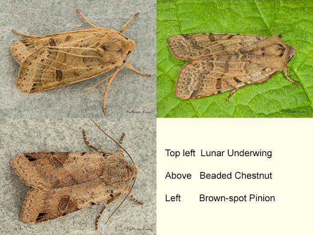  73.193 Lunar Underwing, Beaded Chestnut and Brown-spot Pinion  Copyright Martin Evans 