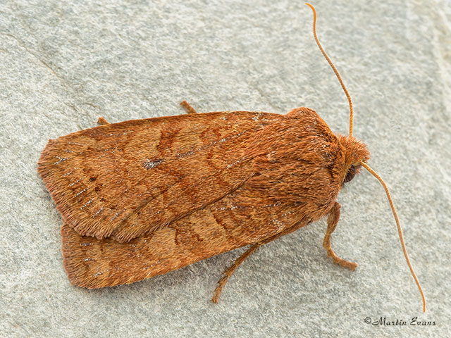  73.194 Chestnut Copyright Martin Evans 