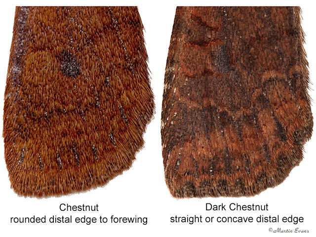  73.194 Chestnut and Dark Chestnut distal forewing Copyright Martin Evans 