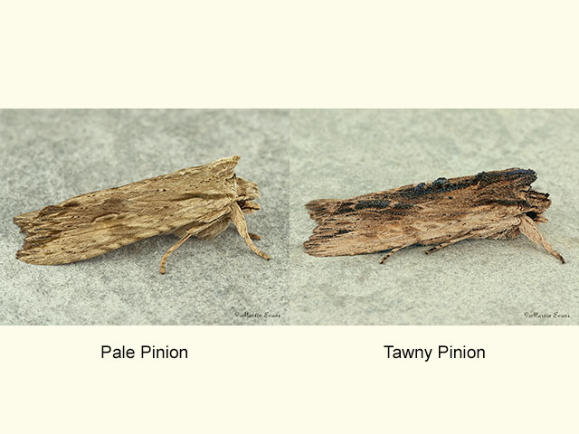  73.201 Pale Pinion, Tawny Pinion Copyright Martin Evans 