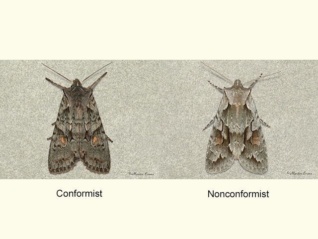  73.203 Conformist and Nonconformist  Copyright Martin Evans 