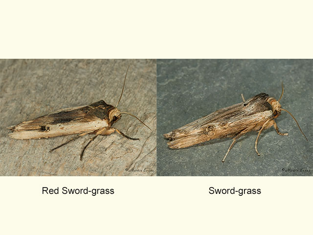  73.209 Red Sword-grass and Sword-grass Copyright Martin Evans 