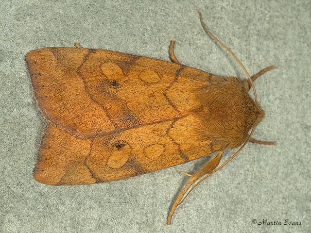  73.211 Angle-striped Sallow Copyright Martin Evans 