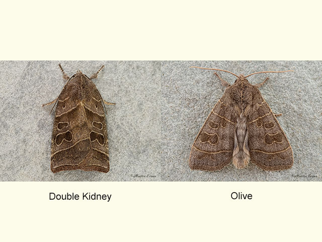  73.212 Double Kidney and Olive Copyright Martin Evans 