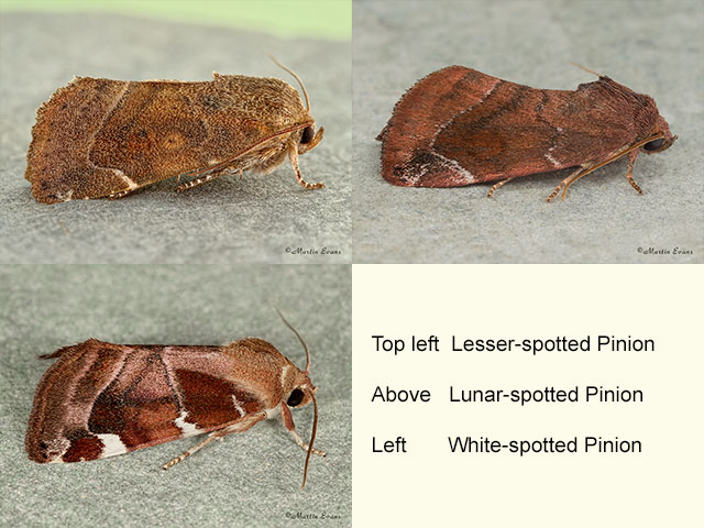  73.215 Lesser-spotted Pinion, Lunar-spotted Pinion and White-spotted Pinion Copyright Martin Evans 