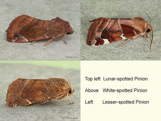  73.217 Lunar-spotted Pinion, White-spotted Pinion and Lesser-spotted Pinion Copyright Martin Evans 