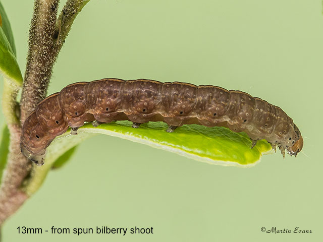  73.221 Suspected larva 13mm from spinning on Bilberry Copyright Martin Evans 