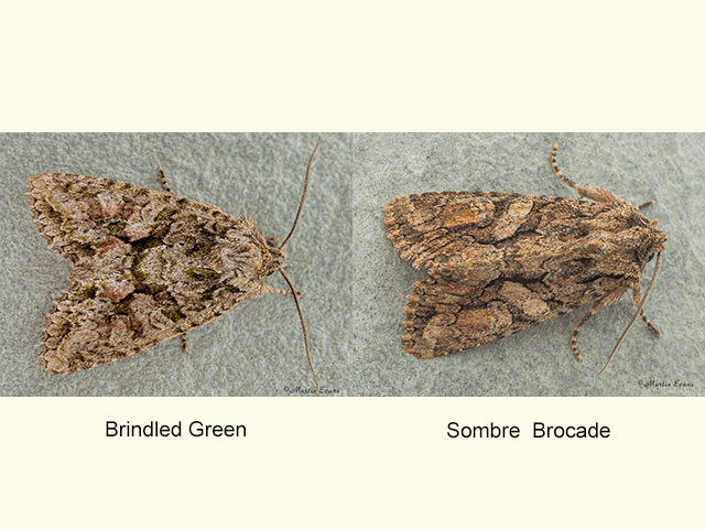  73.225 Brindled Green and Sombre Brocade Copyright Martin Evans 