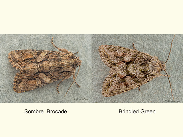  73.227 Sombre Brocade and Brindled Green Copyright Martin Evans 