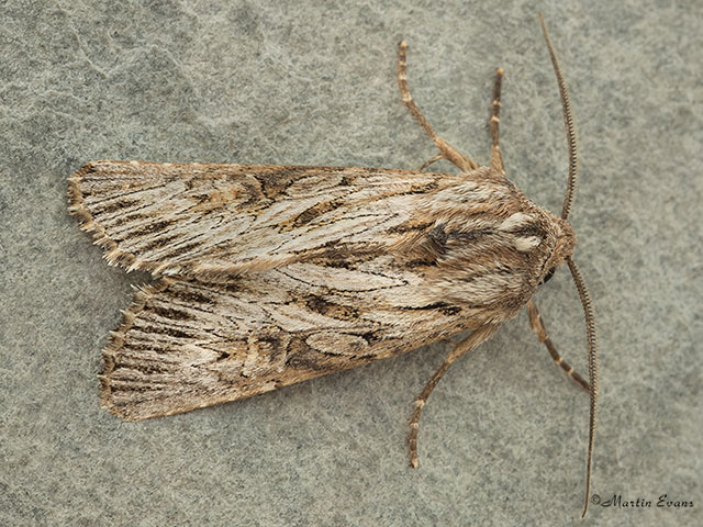  73.230 Feathered Brindle Copyright Martin Evans 