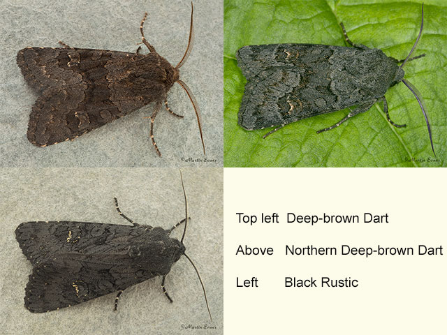  73.232 Deep-brown Dart, Northern Deep-brown Dart, Black Rustic Copyright Martin Evans 