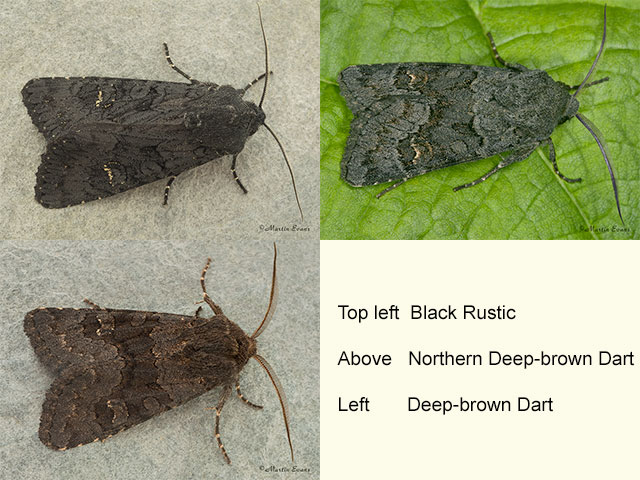  73.233 Black Rustic, Northern Deep-brown Dart, Deep-brown Dart Copyright Martin Evans 
