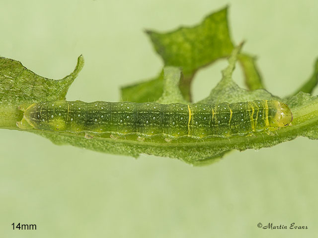  73.235 Feathered Ranunculus larva 14mm Copyright Martin Evans 
