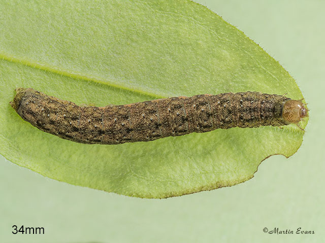  73.235 Feathered Ranunculus larva 34mm Copyright Martin Evans 