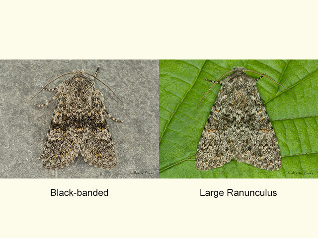  73.236 Black-banded and Large Ranunculus Copyright Martin Evans 