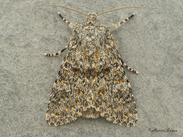  73.237 Large Ranunculus Copyright Martin Evans 