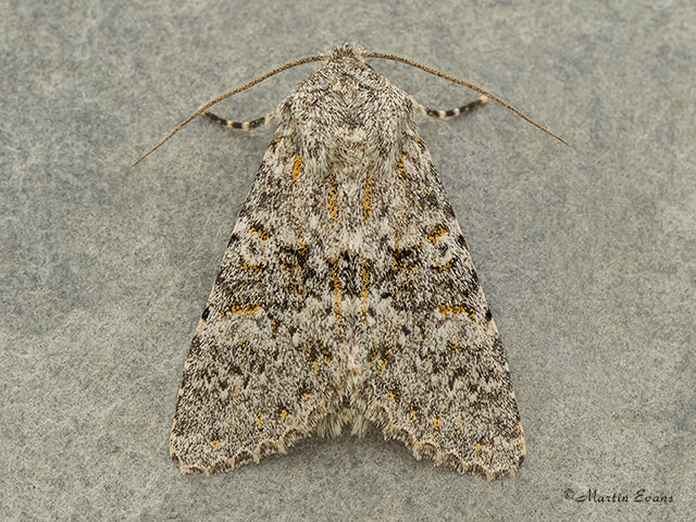  73.237 Large Ranunculus Copyright Martin Evans 