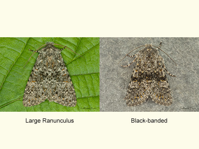  73.237 Large Ranunculus and Black-banded Copyright Martin Evans 