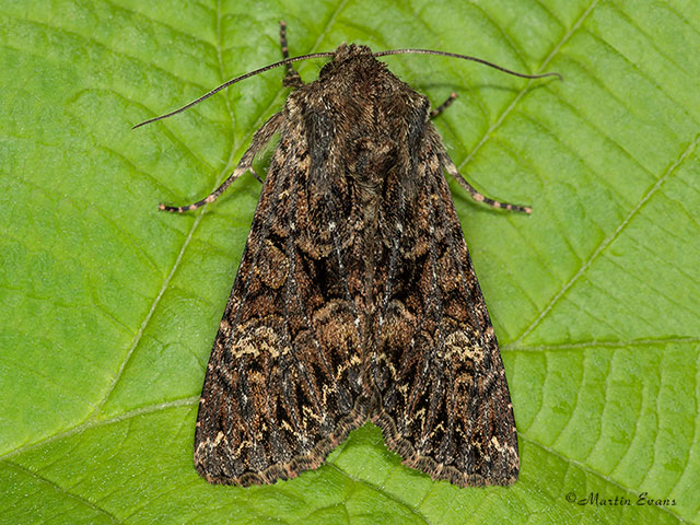  73.238 Dark Brocade Copyright Martin Evans 