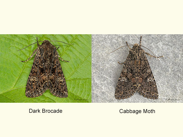 73.238 Dark Brocade and Cabbage Moth Copyright Martin Evans 