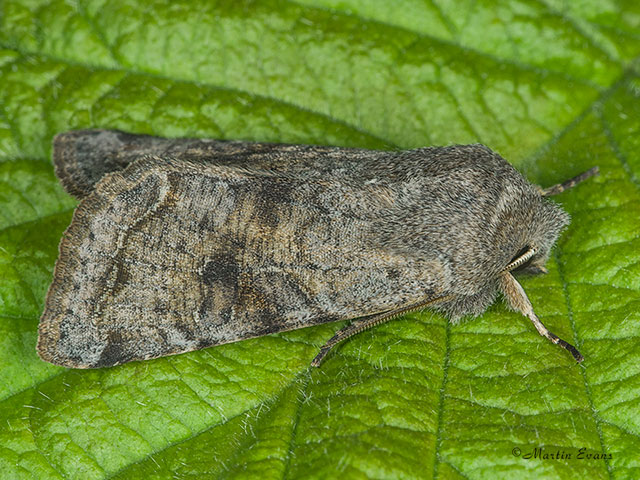  73.242 Clouded Drab Copyright Martin Evans 