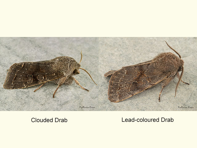  73.242 Clouded Drab and Lead-coloured Drab Copyright Martin Evans 