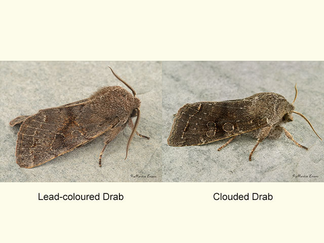  73.246 Lead-coloured Drab and Clouded Drab Copyright Martin Evans 