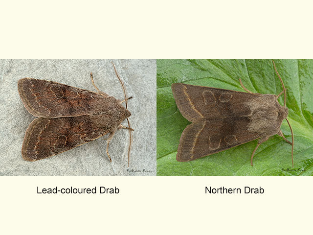 73.246 Lead-coloured Drab and Northern Drab Copyright Martin Evans 