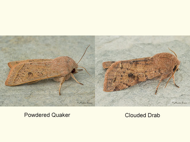  73.247 Powdered Quaker and Clouded Drab Copyright Martin Evans 