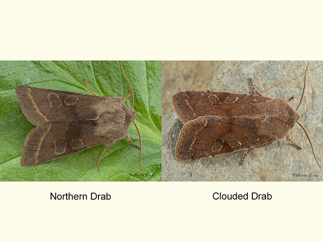  73.248 Northern Drab and Clouded Drab Copyright Martin Evans 