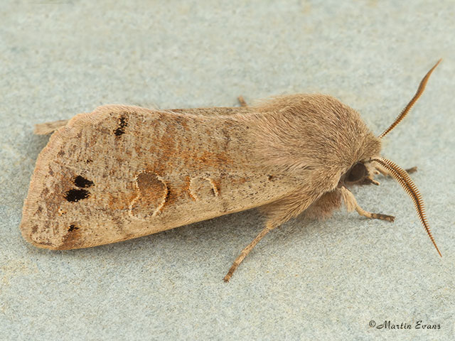  73.250 Twin-spotted Quaker Copyright Martin Evans 