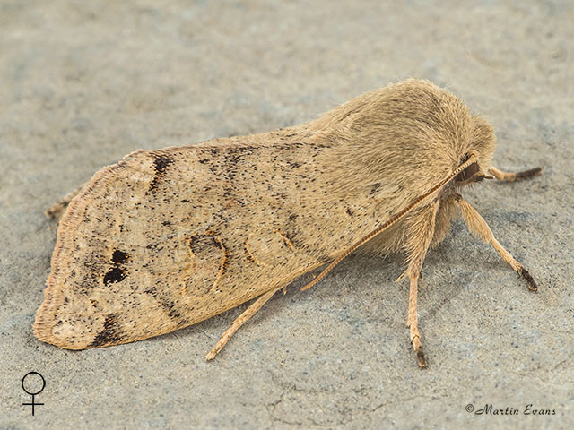  73.250 Twin-spotted Quaker female Copyright Martin Evans 