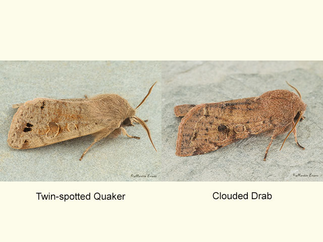  Twin-spotted Quaker and Clouded Drab Copyright Martin Evans 