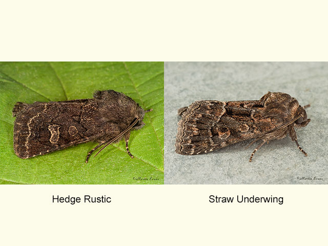  73.252 Hedge Rustic and Straw Underwing Copyright Martin Evans 