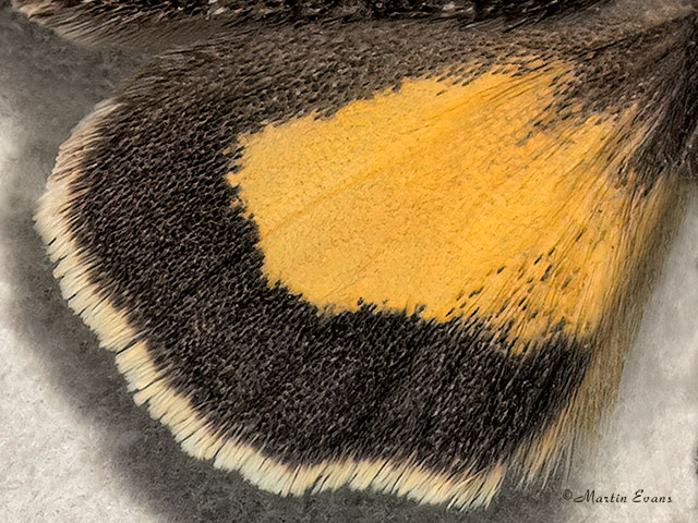  73.258 Small Dark Yellow Underwing (underwing) Copyright Martin Evans 