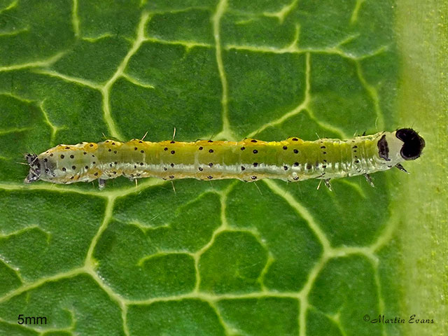  73.261 Grey Arches larva 5mm Copyright Martin Evans 