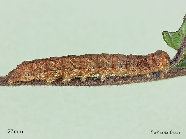  73.261 Grey Arches larva 27mm Copyright Martin Evans 