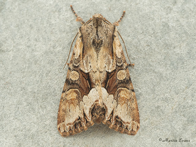  73.263 Light Brocade Copyright Martin Evans 