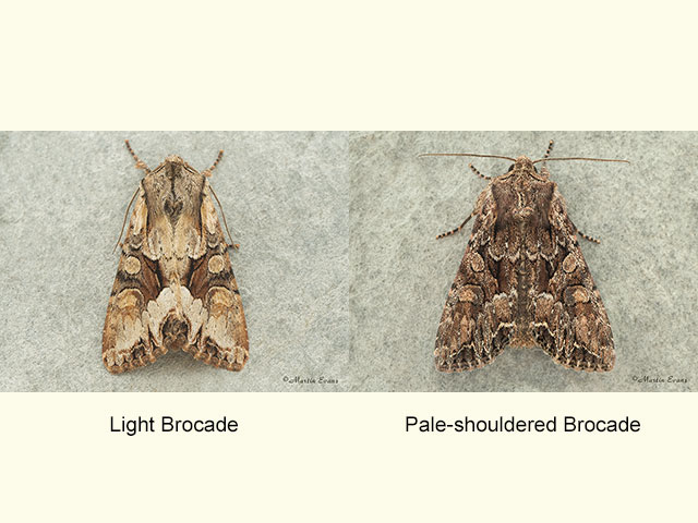  73.263 Light Brocade and Pale-shouldered Brocade Copyright Martin Evans 