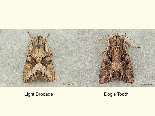  73.263 Light Brocade and Dog's Tooth Copyright Martin Evans 