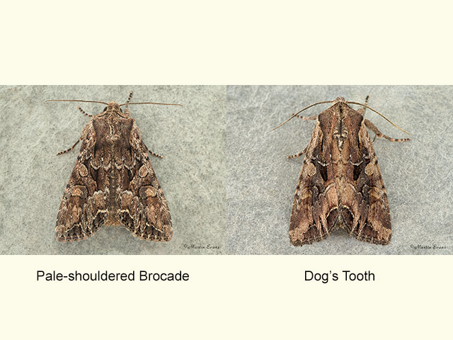  73.264 Pale-shouldered Brocade and Dog's Tooth Copyright Martin Evans 