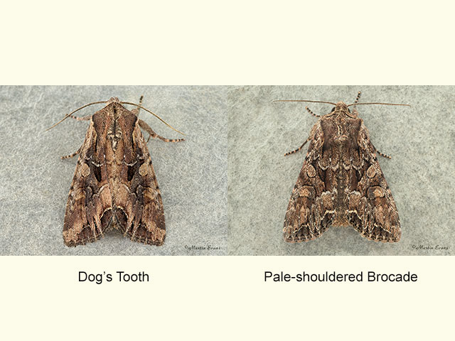  73.266 Dog's Tooth and Pale-shouldered Brocade Copyright Martin Evans 