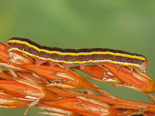  73.271 Broom Moth larva length 27mm Copyright Martin Evans 